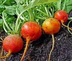 Beet Golden Detroit Heirloom Vegetable By Seed Kingdom 300 Seeds Fresh G... - $15.48