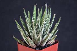 USA Seller 2&quot;&quot; Exotic Plants Succulent Cactus Collection 3 Haworthia Att... - $43.24