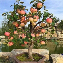 Bonsai Apple Tree Garden Yard Outdoor Living Fruit Plant 10 PCS Seeds - $8.19