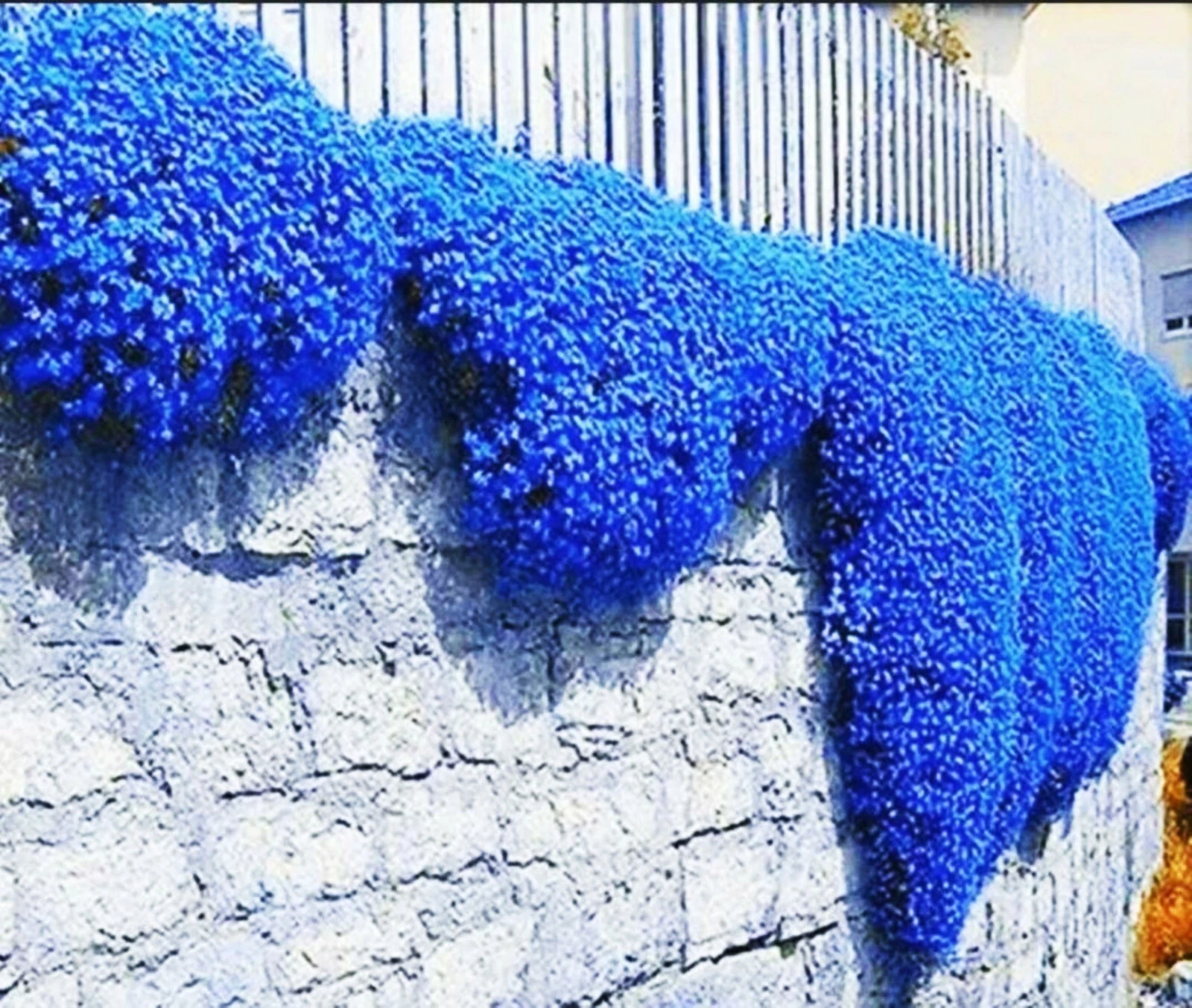 ???? Creeping Thyme Herb Flower Seeds Thymus Serpyllum Ground Cover Blue... - $10.63