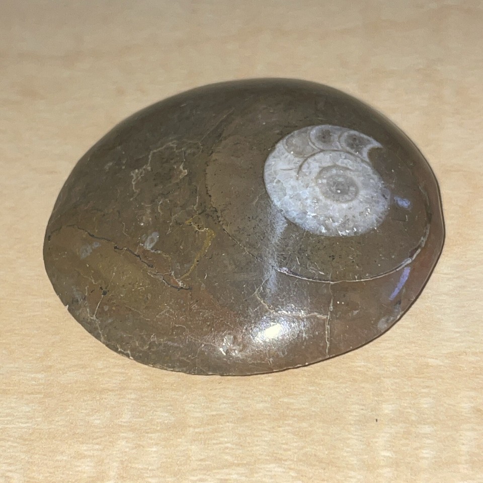 Natural Ammonite Snail Fossil Small KG JD - $12.87