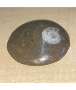 Natural Ammonite Snail Fossil Small KG JD - $248.32 MXN
