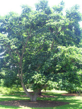 SuGard 20 Of Lavelles Corktree Seeds Phellodendron Lavallei - £9.57 GBP