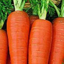 Danvers 126 Carrot 200 Seeds Beautiful Garden Fresh USA Garden - $8.17