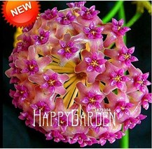 Fuchsia Ball Orchid Bonsai Hoya Carnosa Flores Potted Seeds Garden Climbing Plan - £8.64 GBP