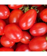 50+ Roma Tomato Seeds Heirloom Non-GMO Free Shipping #41 - $1.95