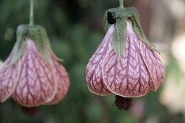 GUNEL Abutilon pictum | Pink Chinese Lantern | 5 Seeds - £10.97 GBP