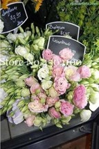 Colorful Eustoma Seed Perennial Flowering Plants Balcony Potted Flowers Seed Lis - $8.13