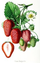 Fraise Marguerite - Strawberry - 1861 - Fruit Illustration Poster - £26.37 GBP