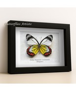 Painted Jezebel Delias Hyparete Real Butterfly Framed Entomology Shadowbox - €45,46 EUR