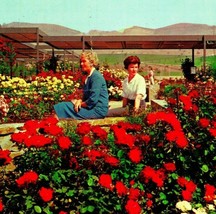 Pageant Rose Garden Whittier California City CA Advertising Chrome Postcard  - £2.32 GBP
