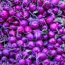 New Fresh Radish Purple Plum Mini Vegetable Seeds 100 Seeds Raphanus Sativus Fle - £3.16 GBP