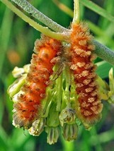 GUNEL Asclepias viridiflora | Short Green Milkweed | 10 Seeds - £23.03 GBP