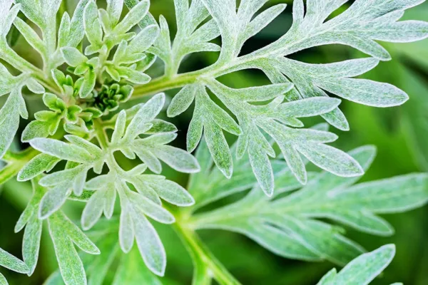 100 Absinthe Plant Seeds For Planting Common Wormwood Artemisia Absinthe Usa Sel - £13.85 GBP