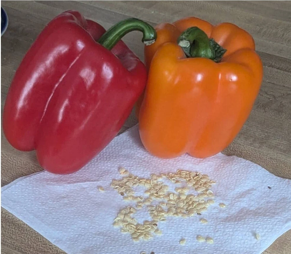 Easy to Grow Natural Sweet Non GMO Fresh Red Bell Pepper  Grown in Seeds - $74.72 MXN