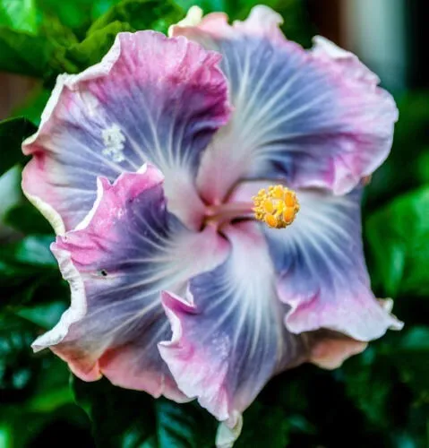 Blue Purple Hibiscus 20 Seeds Hardy Perennial Flower Tropical Exotic Seed Fresh  - £7.90 GBP