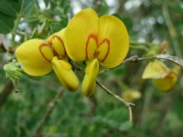 Bladder Senna - Bladder Bush - Colutea arborescens - 100 seeds (W 100) - £3.94 GBP