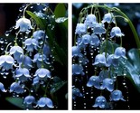 100 Seeds Blue Lily of the Valley gratitude eternal love International S... - $45.93
