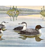 Common Loon And Red Throated 1955 Plate Print Birds Of America Nature Ar... - $29.99