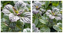 Black Currant Mint Plant - 3&quot; Pot - Black Currant Scent - $40.98