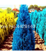 SL 50Pcs Mini Bule Italian Cypress Tree Plants Popular Bonsai Plants Per... - $2.75