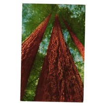 Vintage Postcard Redwood Trees Muir Woods National Monument California Forest - £7.59 GBP