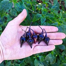 Exotic Biquinho Black Hot Pepper Seeds (5) - Rare Heirloom Variety, Ideal for Sp - $7.00