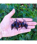Exotic Biquinho Black Hot Pepper Seeds (5) - Rare Heirloom Variety, Idea... - £5.60 GBP