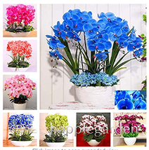 100 pcs Phalaenopsis Orchid,Phalaenopsis Plants,Bonsai hydroponic Flower Bonsai  - £4.77 GBP