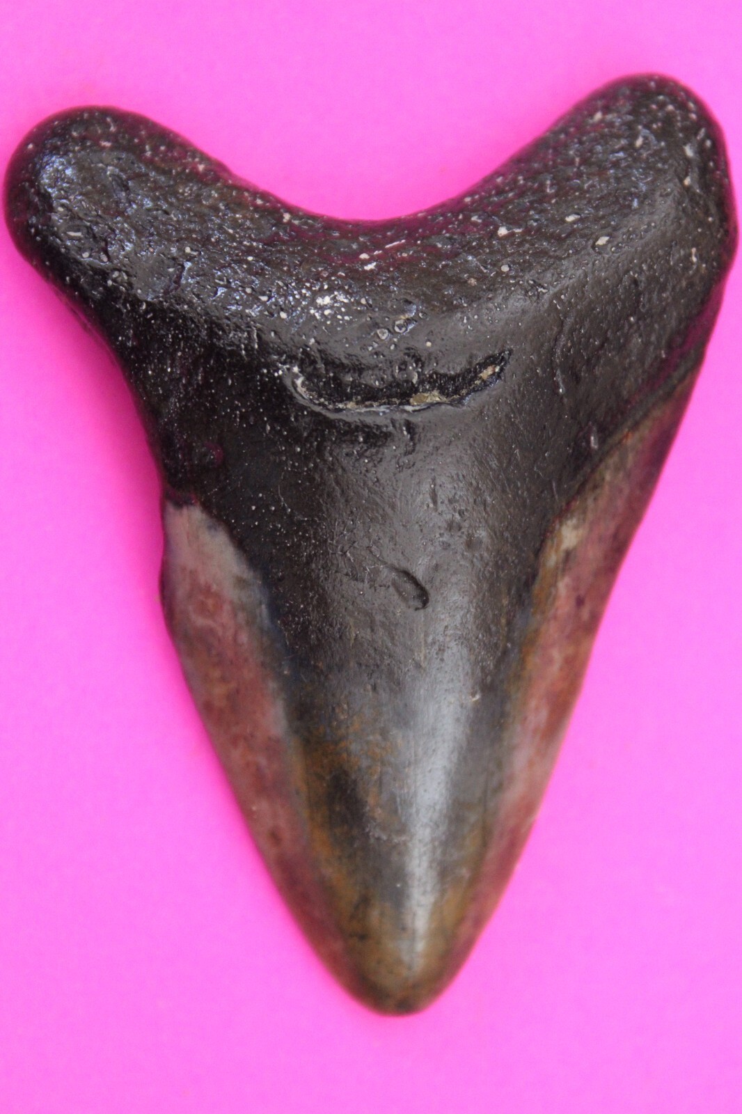 Authentic Megadolon Shark Tooth 2.64 Inches 42 Grams Fossil Dino Girl CO... - $79.99
