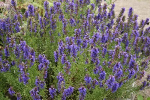 Fresh Seeds Hyssop Great Herb 400 Seeds Aromatic - £9.10 GBP