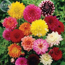 BELLFARM Mixed Dahlia Seeds 50 seeds heirloom dahlia pinnata perennial flowers b - $4.49