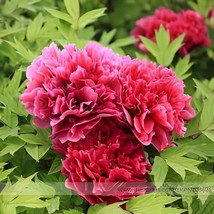 10 Seeds Heirloom &#39;Hong Qi Man Juan&#39; Dark Red Three-headed Peony Flower - $167.24 MXN