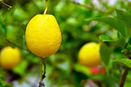 Seeds USA Seller 5 Genoa Lemon Seeds Planting - $7.96