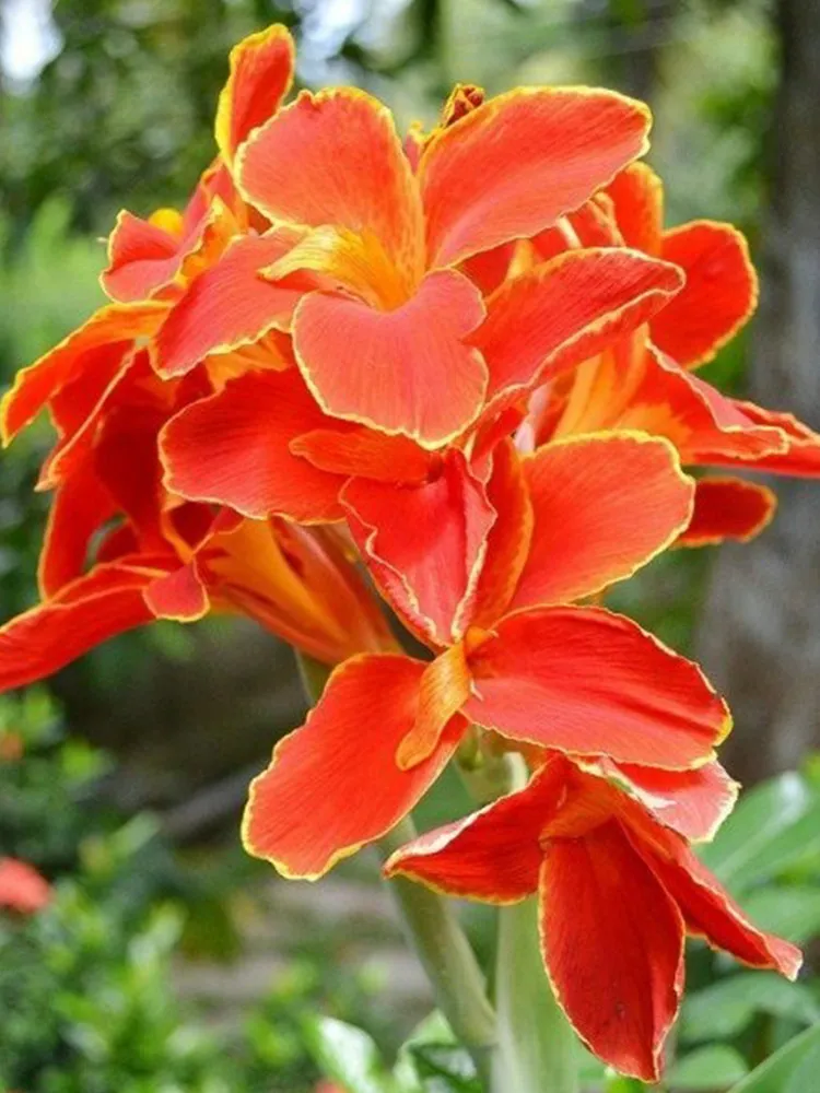 FA Store 15 Pcs/Bag Heirloom Canna Lily Seeds Red Flowers with Golden Edge - $6.48