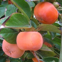 Fuyu Persimmon Tree Seedling Huge Sale, Two Days Only! - £35.83 GBP