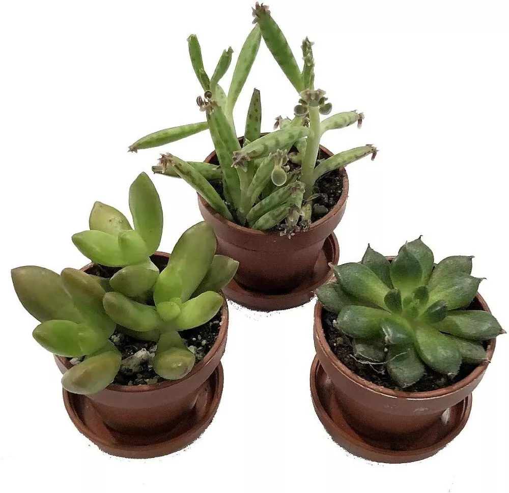 3 Plants 1&quot; Pots + Saucers Succulents Mini Collections Outdoors Fairy Te... - £31.11 GBP