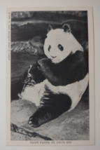 Giant Panda Postcard Pao Pei Precious Jewel St louis Zoo Eating Bamboo Shoot - £11.84 GBP