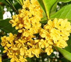 Yellow Osmanthus Fragrans 20 Artificial Olive Tree Seeds for Garden Deco... - $107.83 MXN