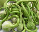 LWK Dipper Gourd 20 Seeds Easy Grow - $11.02