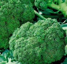 Broccoli seeds, Broccoli Ramoso Calabrese Seeds /approx  1000 seed/ Vegetable se - £4.07 GBP