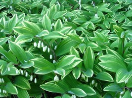 Solomon&#39;s Seal Plant Polygonatum spp. Perennial Live Bare Root Garden - $29.68