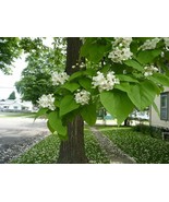 Catalpa tree qt. pot  - £17.08 GBP