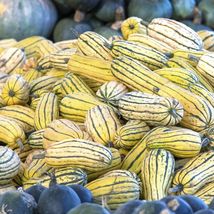 Delicata Squash - Seeds - Organic - Non Gmo - Heirloom Seeds – Vegetable Seeds - £4.68 GBP
