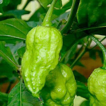 Dried GREEN Ghost Pepper Pods  1LB | Bhut Jolokia GREEN Pepper Pods Dried - £28.44 GBP