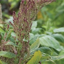 Amaranth Thai Rw Seeds Gardening Fresh USA SHIPPING - £7.62 GBP