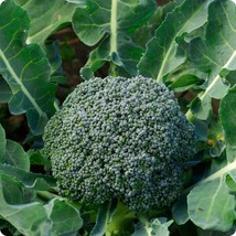 De Cicco Broccoli Seeds 600 Vegetable Garden Italian Fresh Garden Seeds - £3.15 GBP