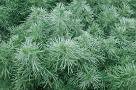 OKB 100 Absinthe Wormwood ‘Silverado’ Seeds - Artemisia Absinthium - £10.25 GBP