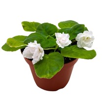 Harmony Foliage White Magic African Violet Saintpaulia 4 inch - $27.83