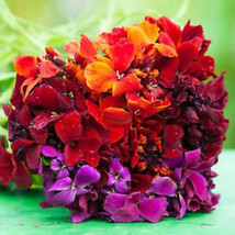 US SELLER Wallflower PASSION MIX Red Orange Fragrant Biennial Pollinator... - £4.77 GBP